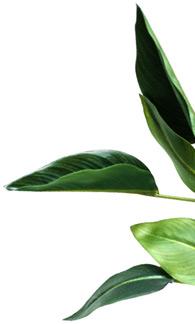 Special Offer Decoration